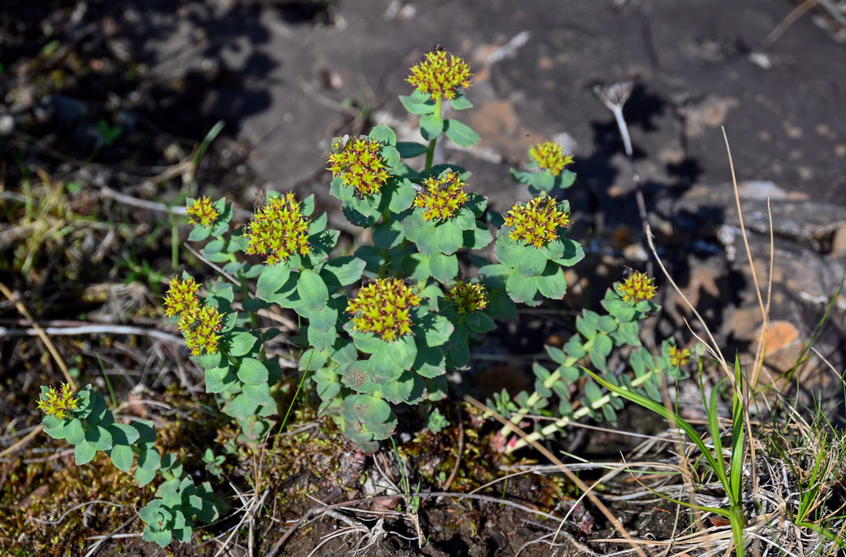 Image of Rhodiola rosea specimen.