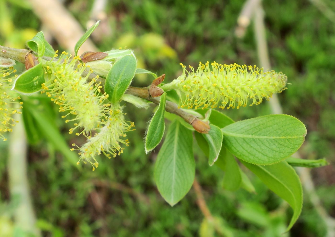 Изображение особи Salix excelsa.