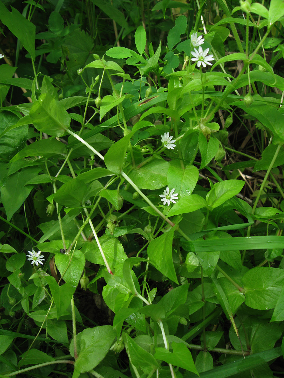 Изображение особи Myosoton aquaticum.