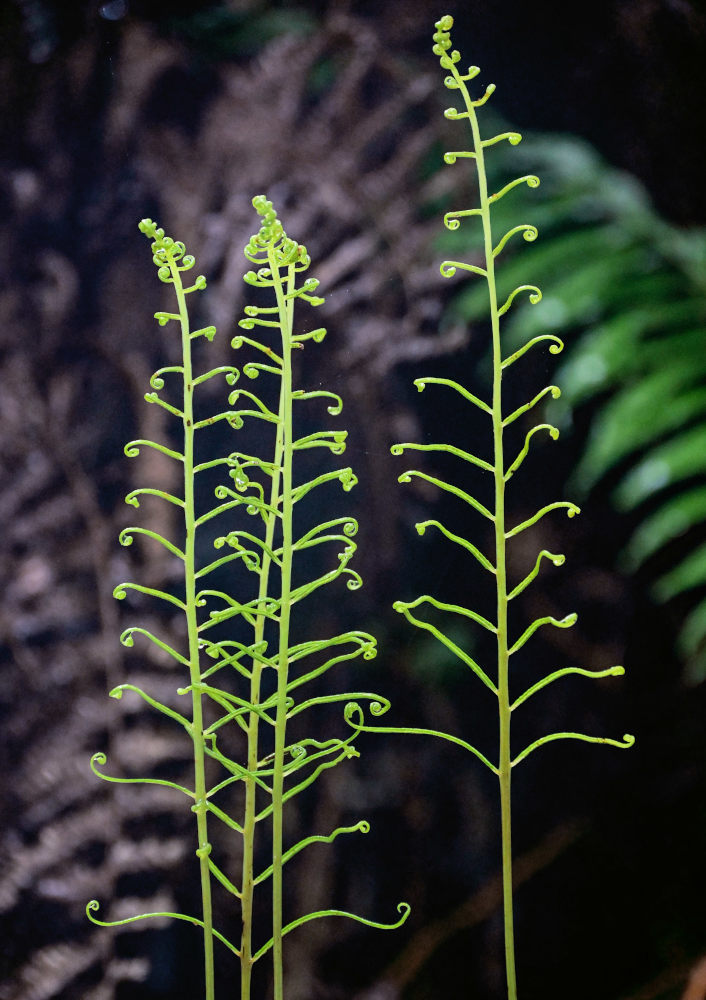 Изображение особи Plagiogyria japonica.