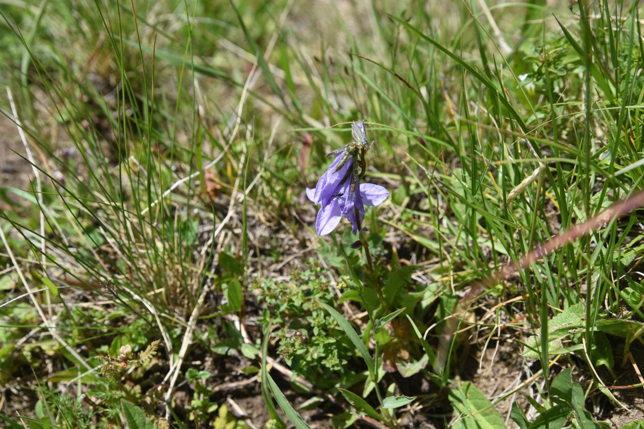 Изображение особи род Campanula.