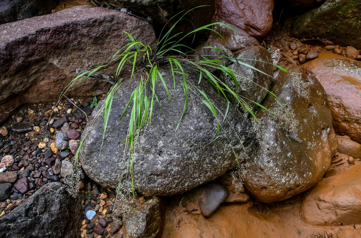 Изображение особи семейство Poaceae.