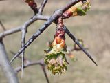 Crataegus maximowiczii