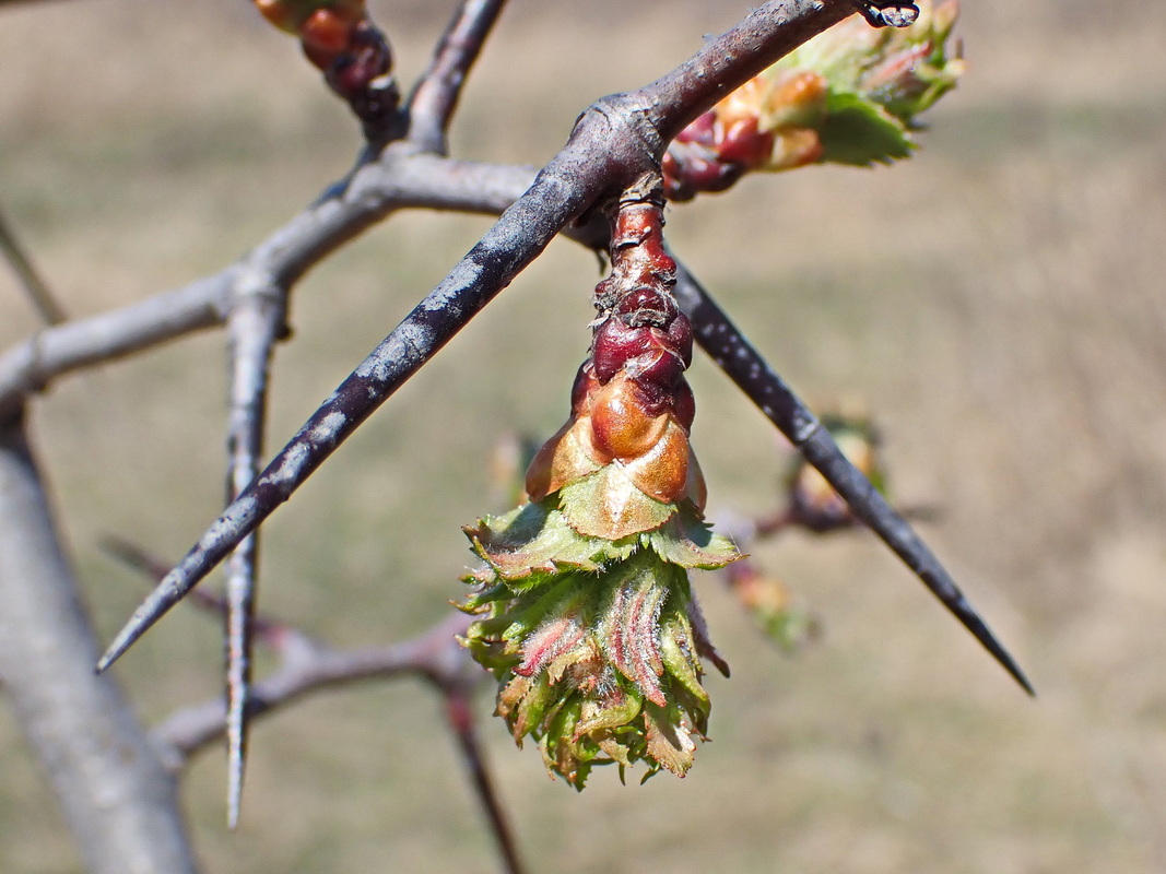 Изображение особи Crataegus maximowiczii.