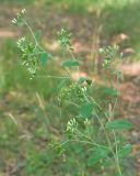 Inula conyza. Верхушка цветущего растения. Краснодарский край, Крымский р-н, окр. станицы Неберджаевская, буково-дубово-грабовый лес. 03.07.2024.