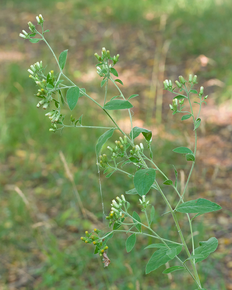 Изображение особи Inula conyza.