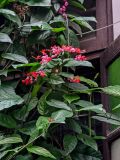 Clerodendrum × speciosum. Части побегов цветущего растения. Китай, провинция Гуандун, г. Гуанчжоу, в культуре. 28.05.2024.