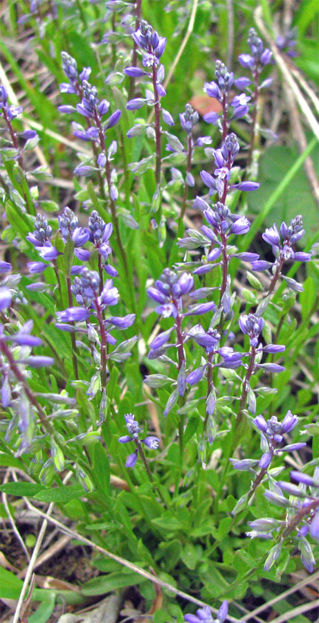 Image of Polygala amarella specimen.