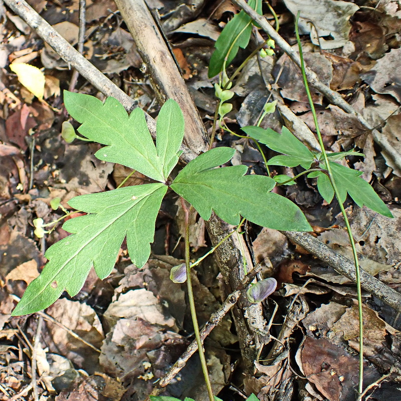 Image of Aconitum consanguineum specimen.