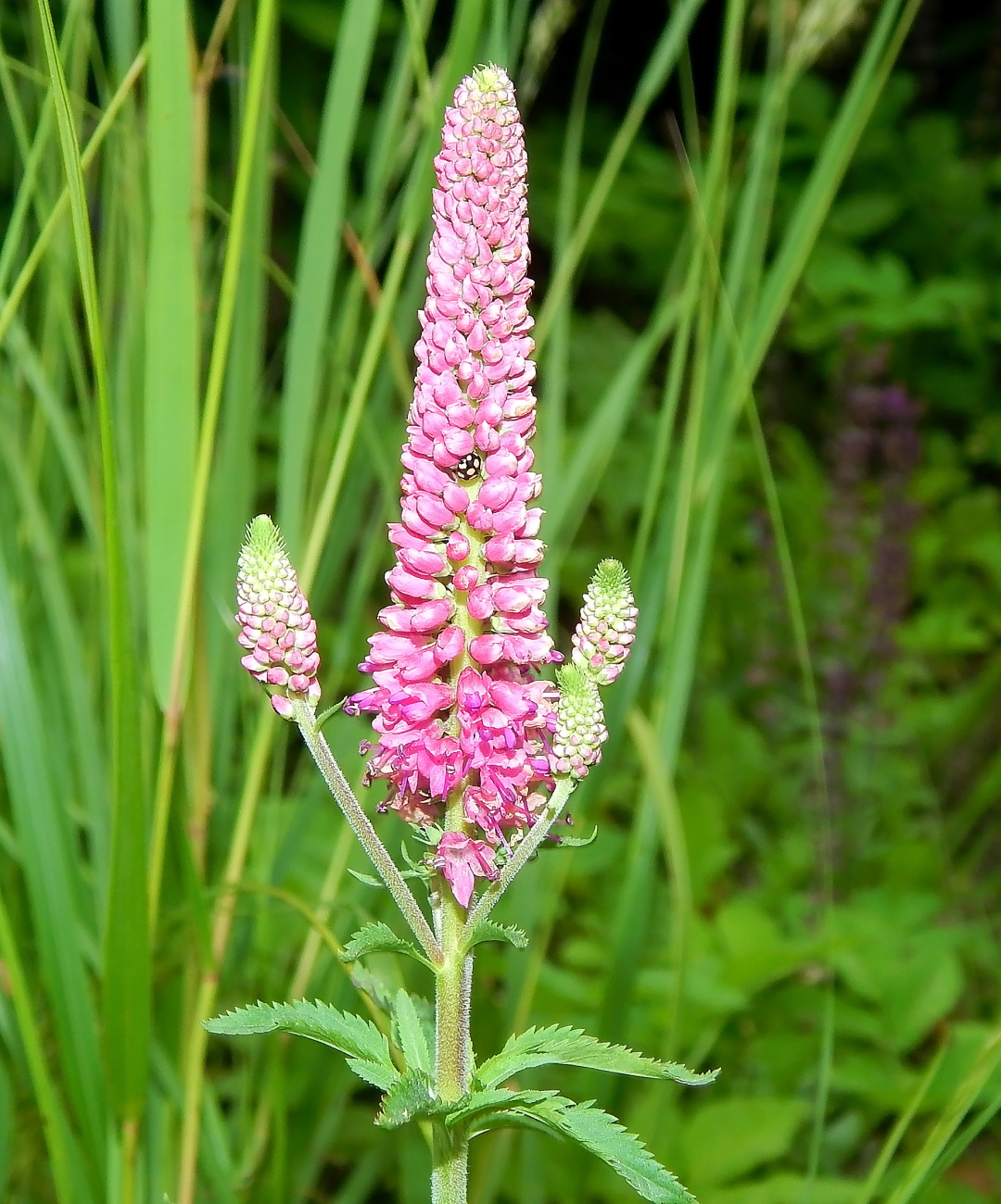 Image of genus Veronica specimen.