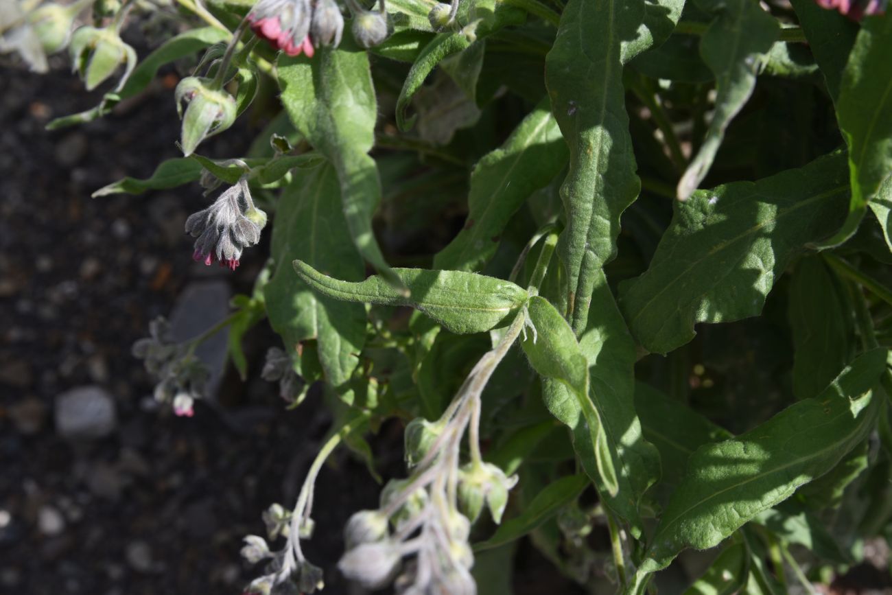 Изображение особи Cynoglossum officinale.