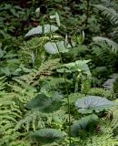 Lunaria rediviva. Верхушка плодоносящего растения (среди вай Athyrium filix-femina). Московская обл., Сергиево-Посадский р-н, долина р. Пажа, смешанный лес. 20.07.2024.