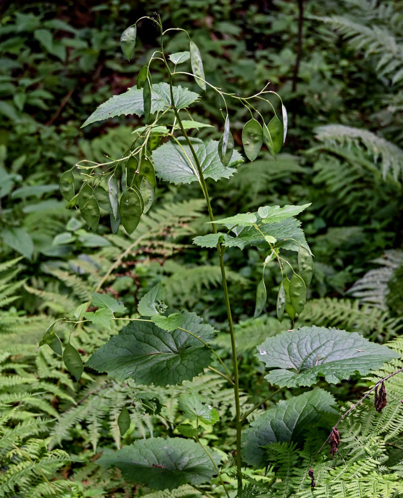 Image of Lunaria rediviva specimen.