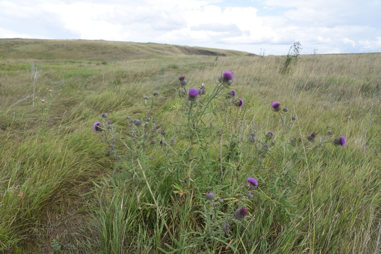 Image of Cirsium polonicum specimen.