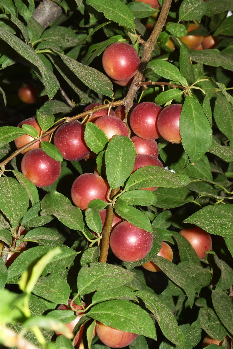 Image of Prunus cerasifera specimen.