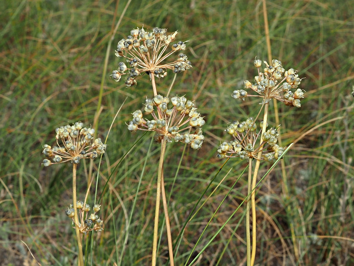 Изображение особи Allium flavescens.