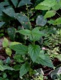 Scrophularia nodosa. Цветущее растение в сообществе с Convallaria majalis, Rubus idaeus. Московская обл., Пушкинский гор. округ, северо-восточное побережье Учинского водохранилища, смешанный лес. 27.07.2024.