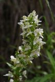 Platanthera chlorantha. Часть соцветия. Чечня, Шаройский р-н, долина р. Цесиахк в 1,6 км выше водопада Цеси, берег. 27 июня 2024 г.