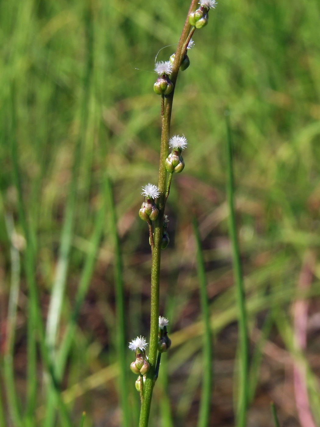 Image of Triglochin palustris specimen.