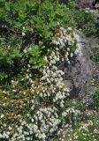 Cassiope lycopodioides. Цветущие растения (под Spiraea beauverdiana). Курильские о-ва, о-в Итуруп, вулкан Баранского, ок. 900 м н.у.м., каменистый склон. 06.07.2022.