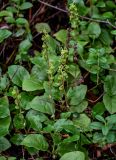 Orthilia secunda. Плодоносящие растения в сообществе с Vaccinium vitis-idaea. Вологодская обл., Сокольский р-н, Оларевская гряда, смешанный лес. 13.07.2024.