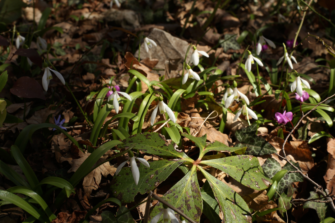 Image of Galanthus rizehensis specimen.