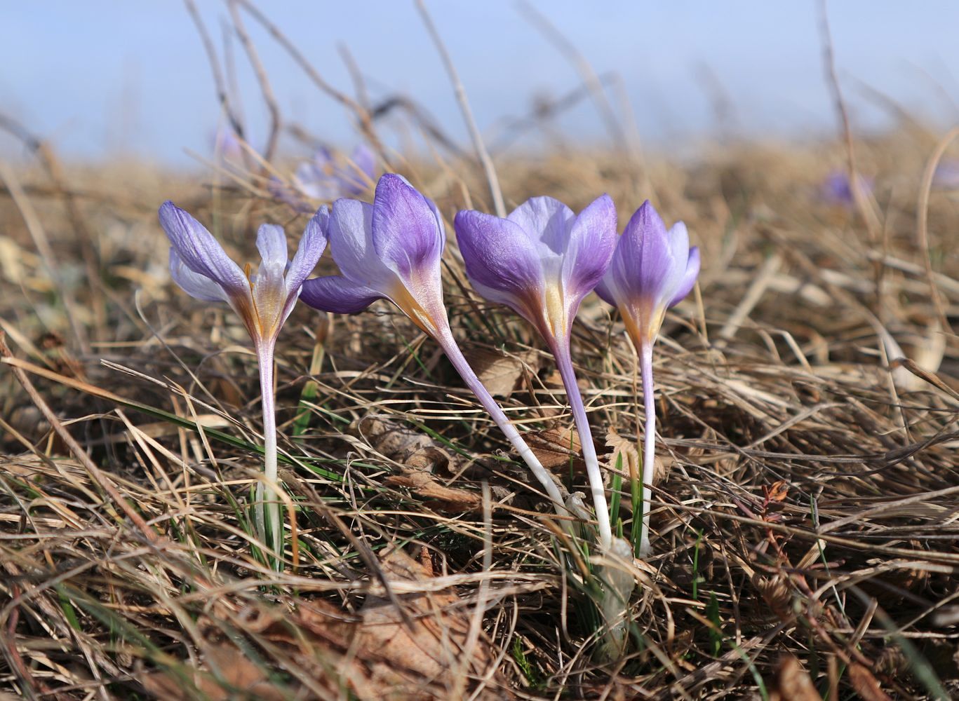 Изображение особи Crocus tauricus.