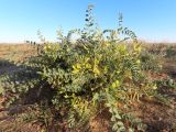 Astragalus longipetalus