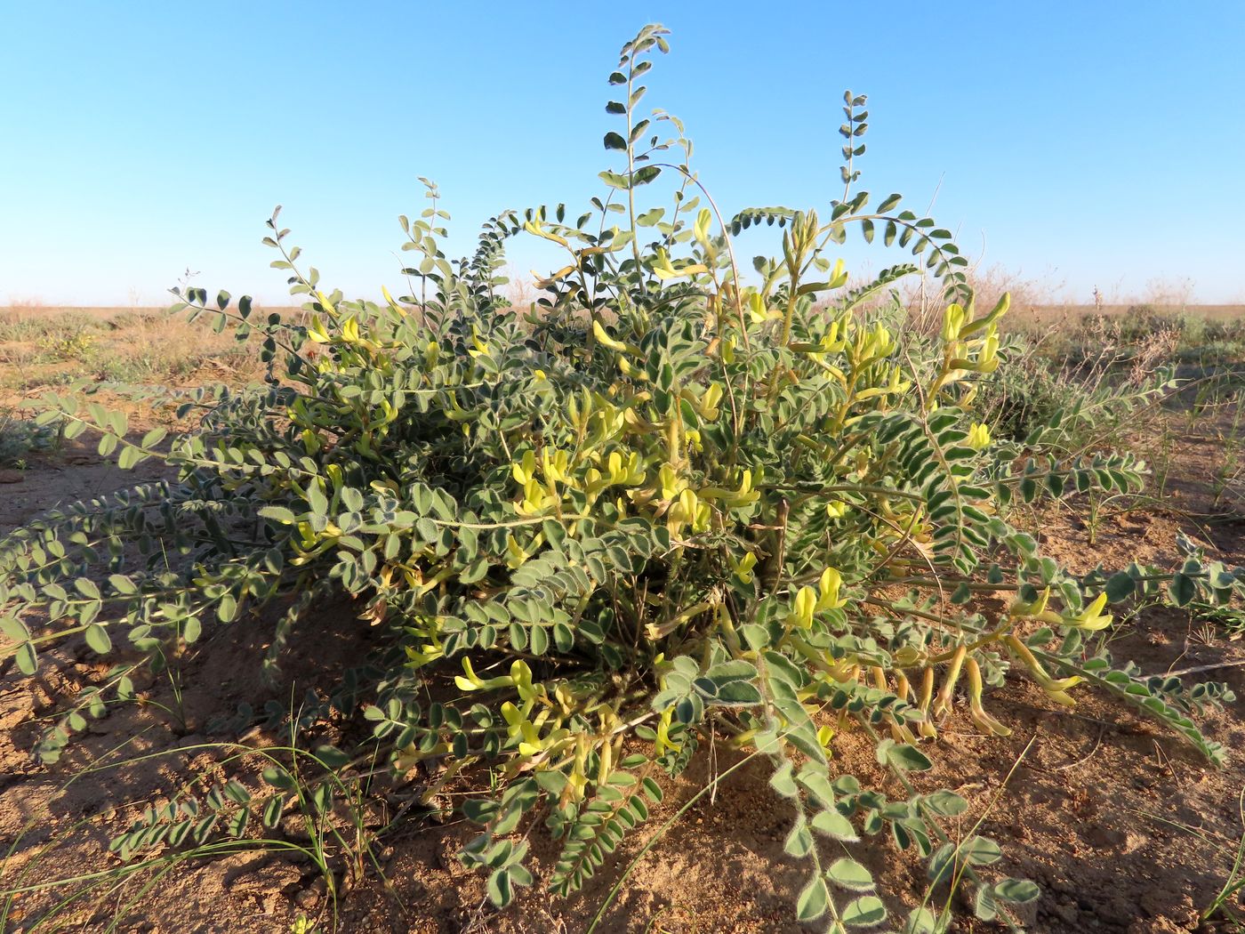 Image of Astragalus longipetalus specimen.