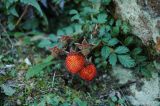 Rubus taiwanicola