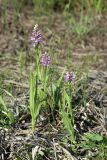 Смотреть изображение Dactylorhiza baltica