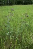 View full-size image Anchusa officinalis