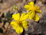 View full-size image Helianthemum georgicum