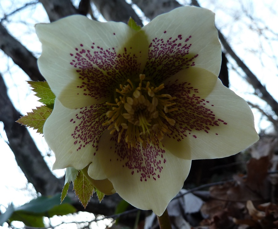 Image of Helleborus caucasicus specimen.