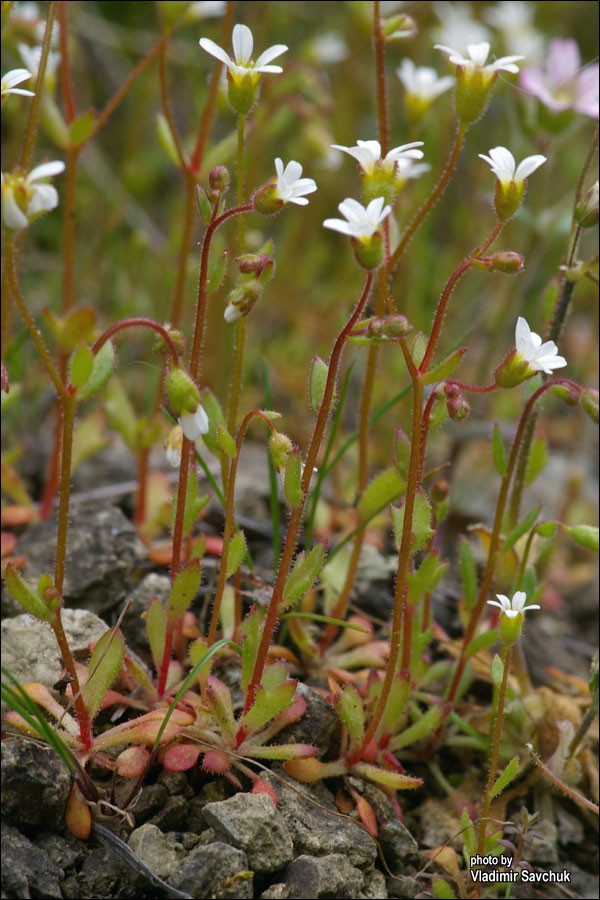 Изображение особи Saxifraga tridactylites.