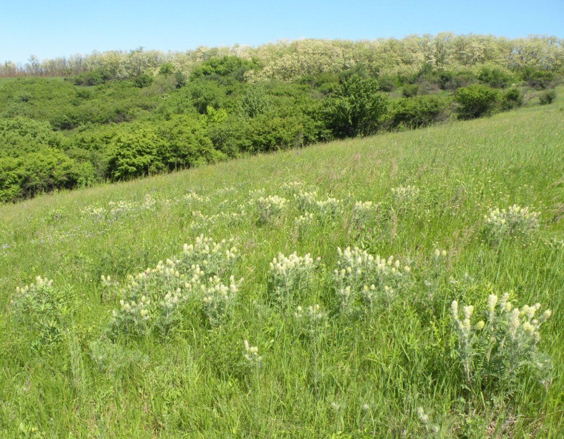 Image of Oxytropis pilosa specimen.