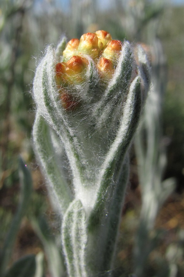 Image of Helichrysum graveolens specimen.