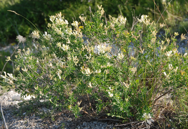 Изображение особи Astragalus albicaulis.