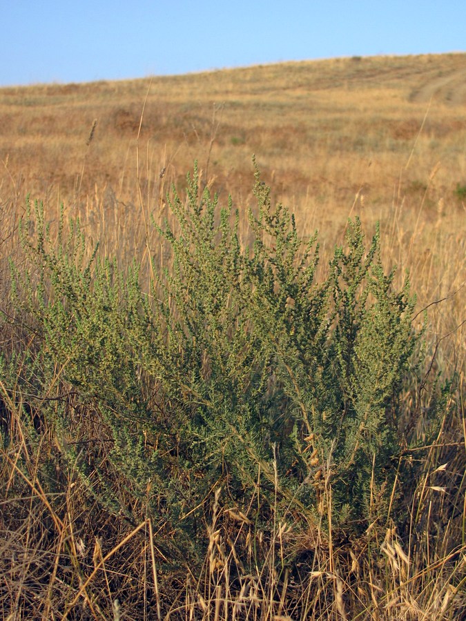 Изображение особи Salsola laricina.