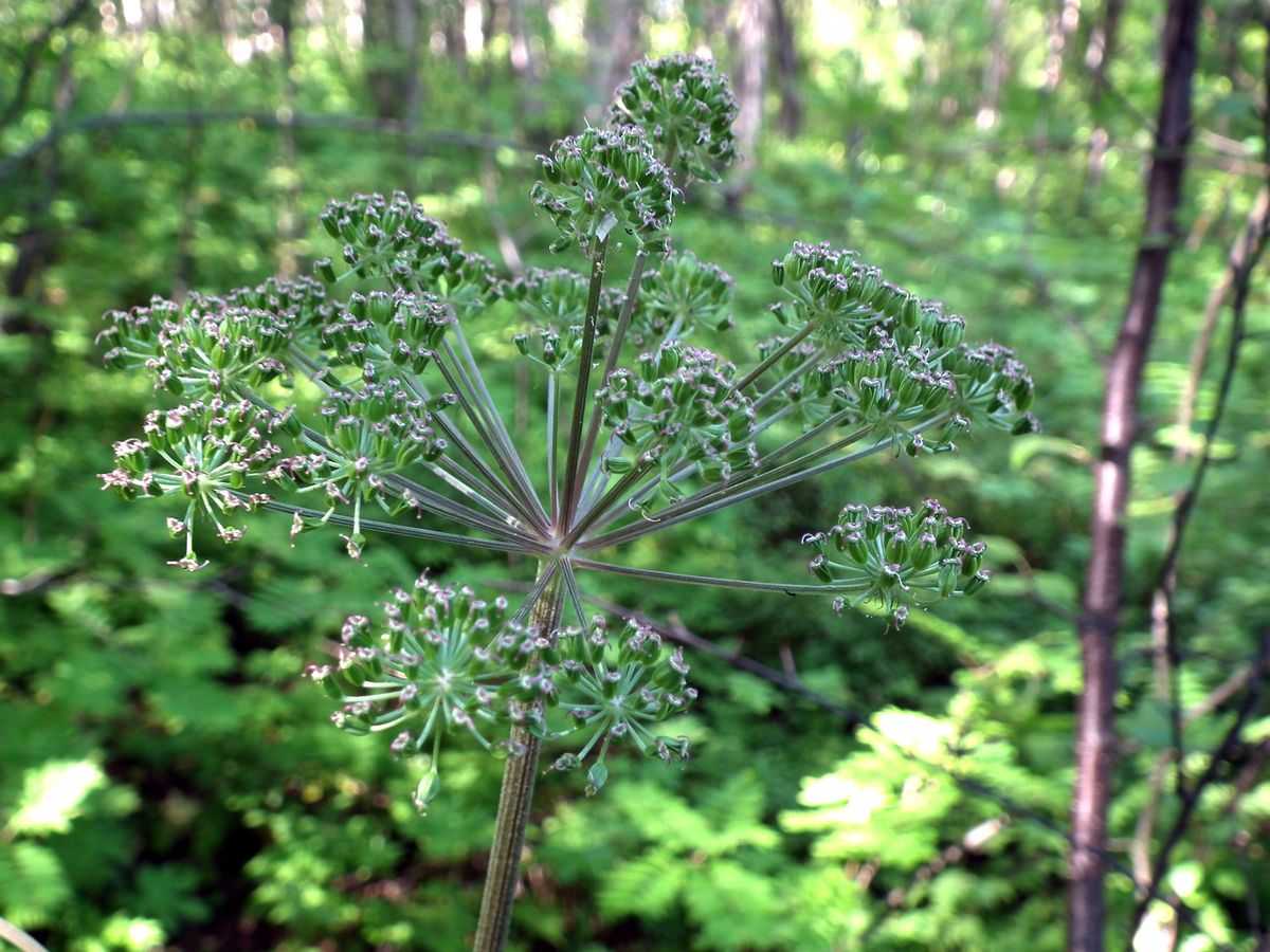 Изображение особи Angelica sylvestris.