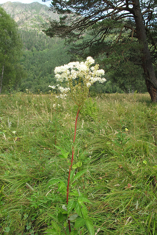 Image of Filipendula ulmaria specimen.