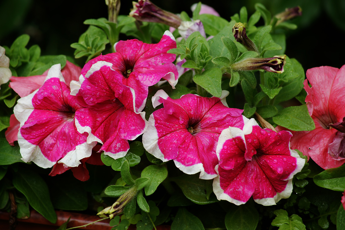 Изображение особи Petunia &times; hybrida.