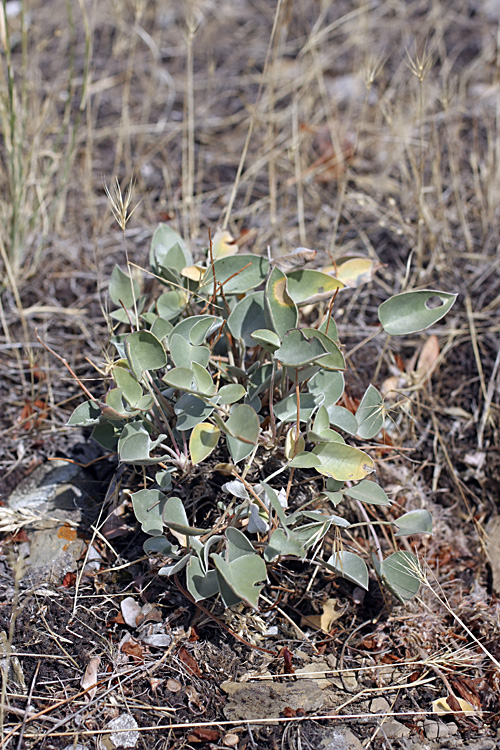 Image of Hedysarum plumosum specimen.