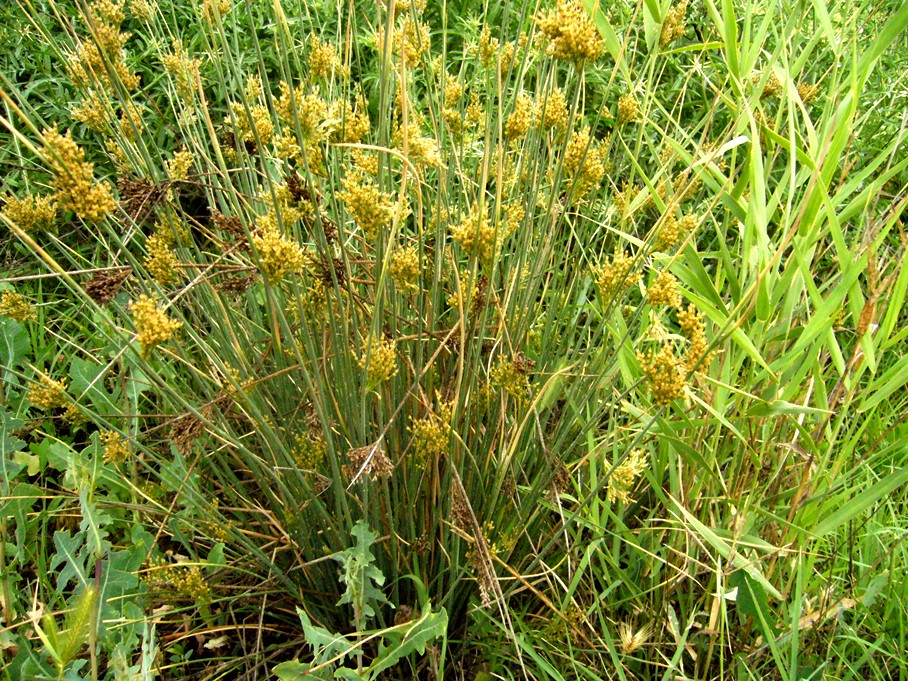 Image of Juncus inflexus specimen.