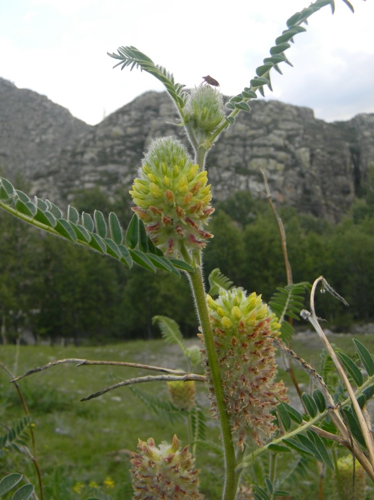 Image of Astragalus alopecurus specimen.