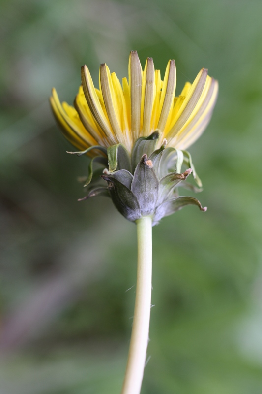 Изображение особи Taraxacum thracicum.