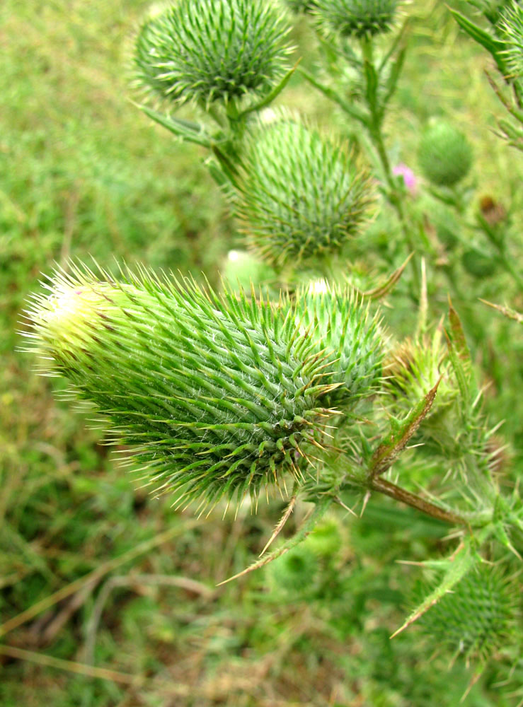 Image of Cirsium vulgare specimen.