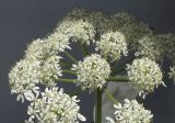 Heracleum sphondylium. Соцветие. Германия, г. Кемпен, на лугу. 14.05.2012.