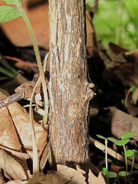 Image of Lonicera ruprechtiana specimen.