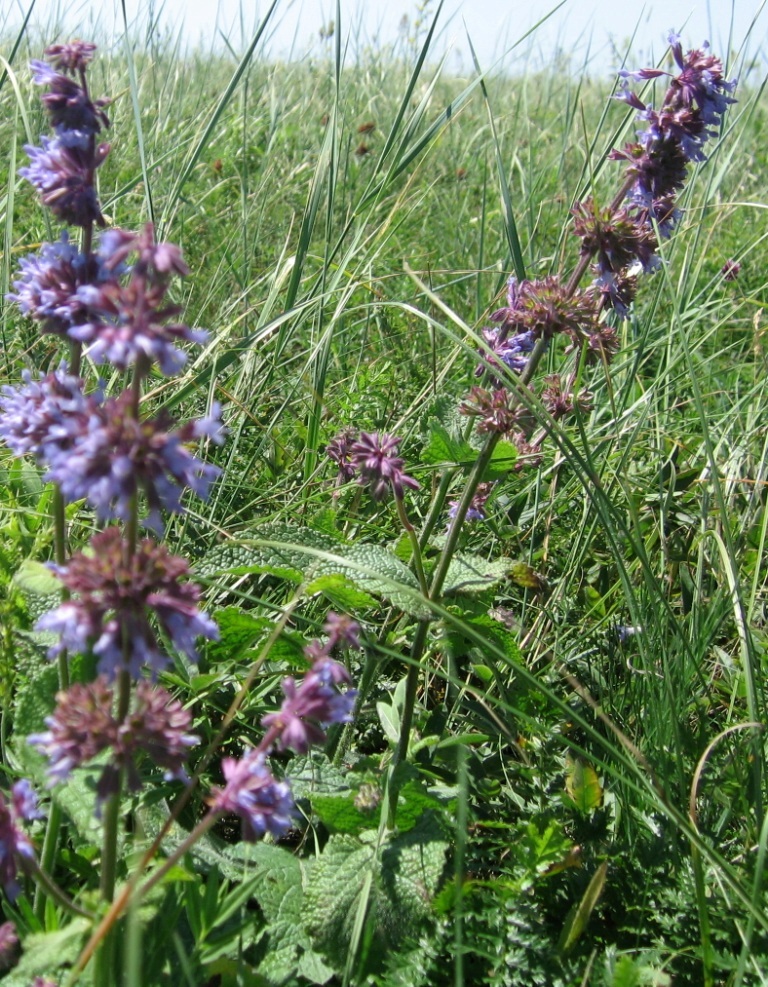 Изображение особи Salvia verticillata.